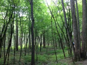 Gatlinburg Trail trees damaged from 2016 Gatlinburg wildfires