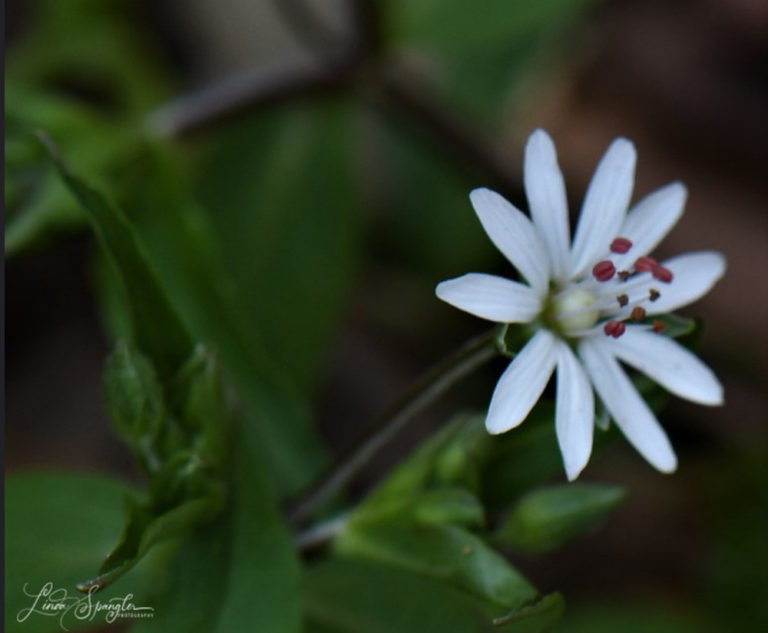 GSMNP wildflowers for you to enjoy | Friends of the Smokies