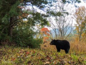 bear on Cades Cove Loop Road