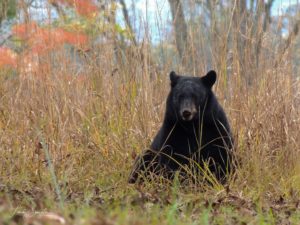 black bear in GSMNP