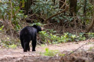 black bear in GSMNP