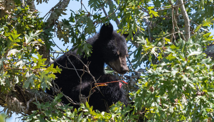 black bear in tree at Cades Cove