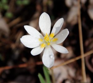 Bloodroot taken on Mingus Creek Trail - photo by Marielle DeJong