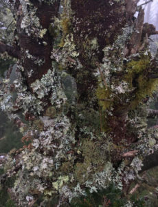 lichen at Clingmans Dome - Photo by Dayna Walton