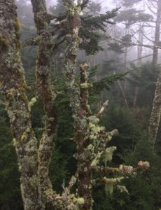 trees at Clingmans Dome - Photo by Dayna Walton