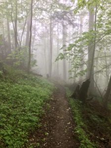 Baxter Creek Trail