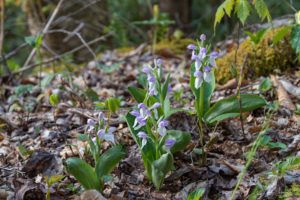 Showy Orchid