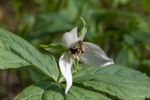 White Trillium