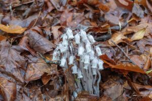 Indian Pipes wildflower