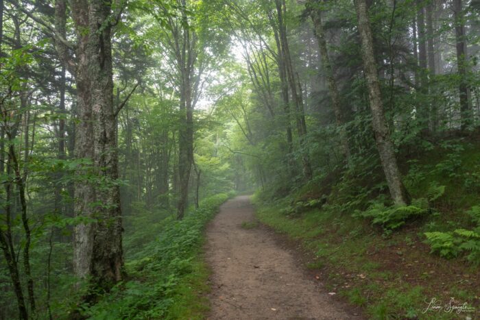 Flat Creek Trail in fog