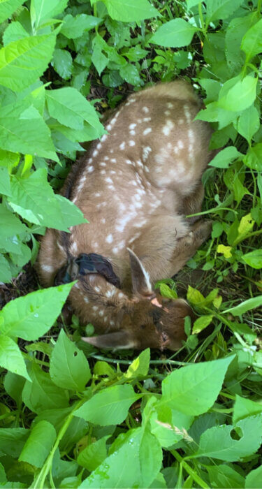 elk calf in GSMNP