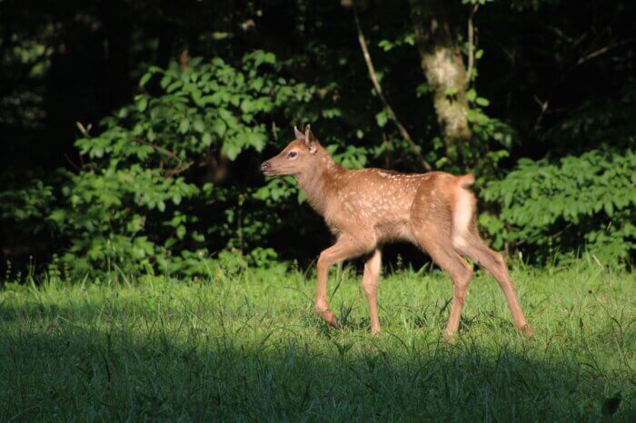 elk calf in GSMNP