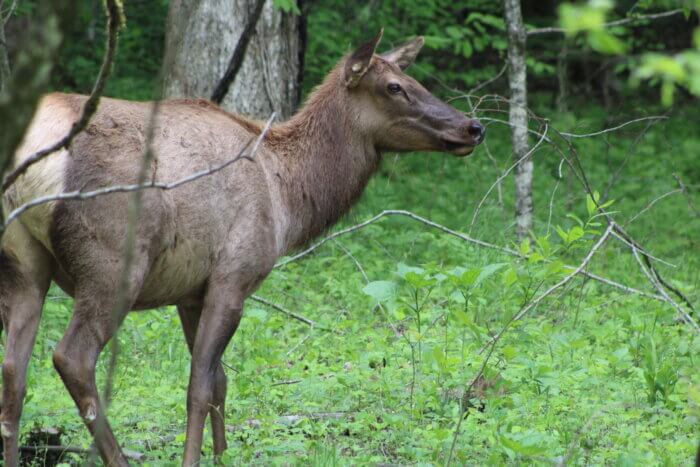 female elk in GSMNP