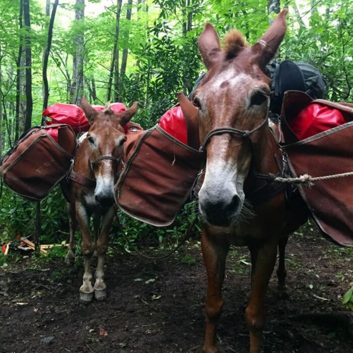 GSMNP mules