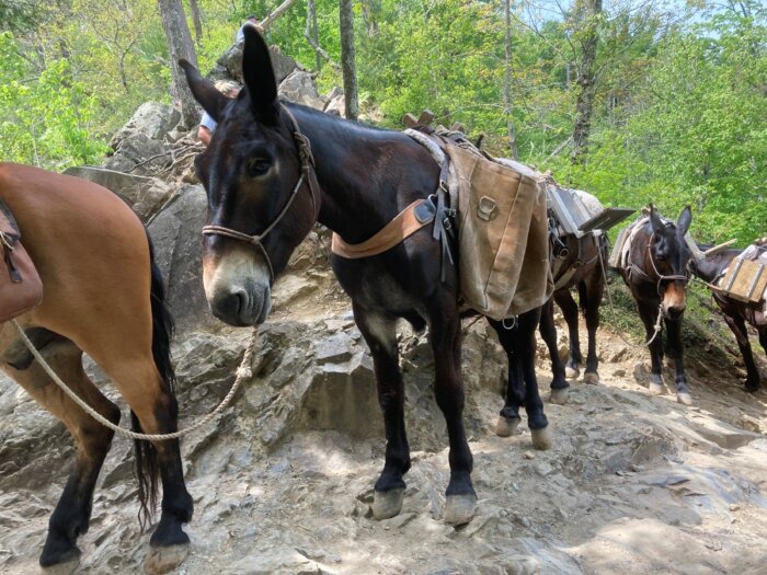 GSMNP pack mules