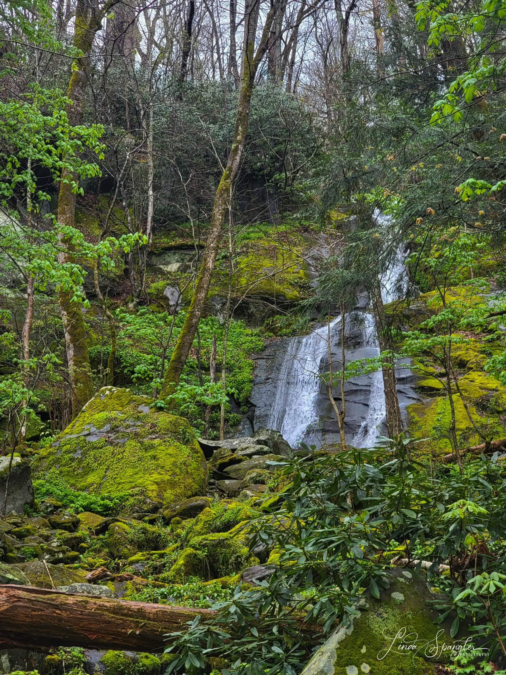 Porters Creek Trail — wildflowers, creek crossings and historic ...