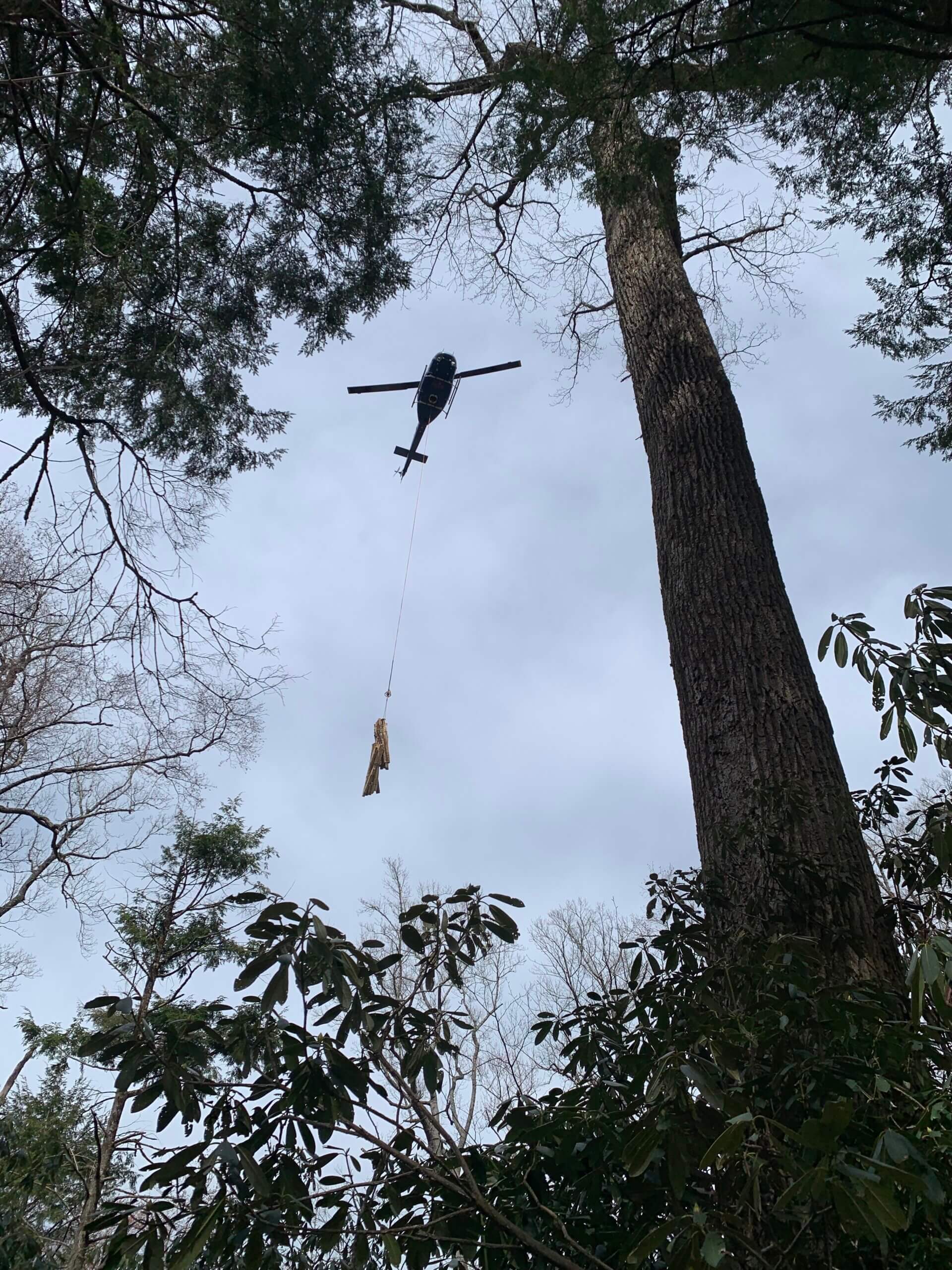helicopter transporting locust logs