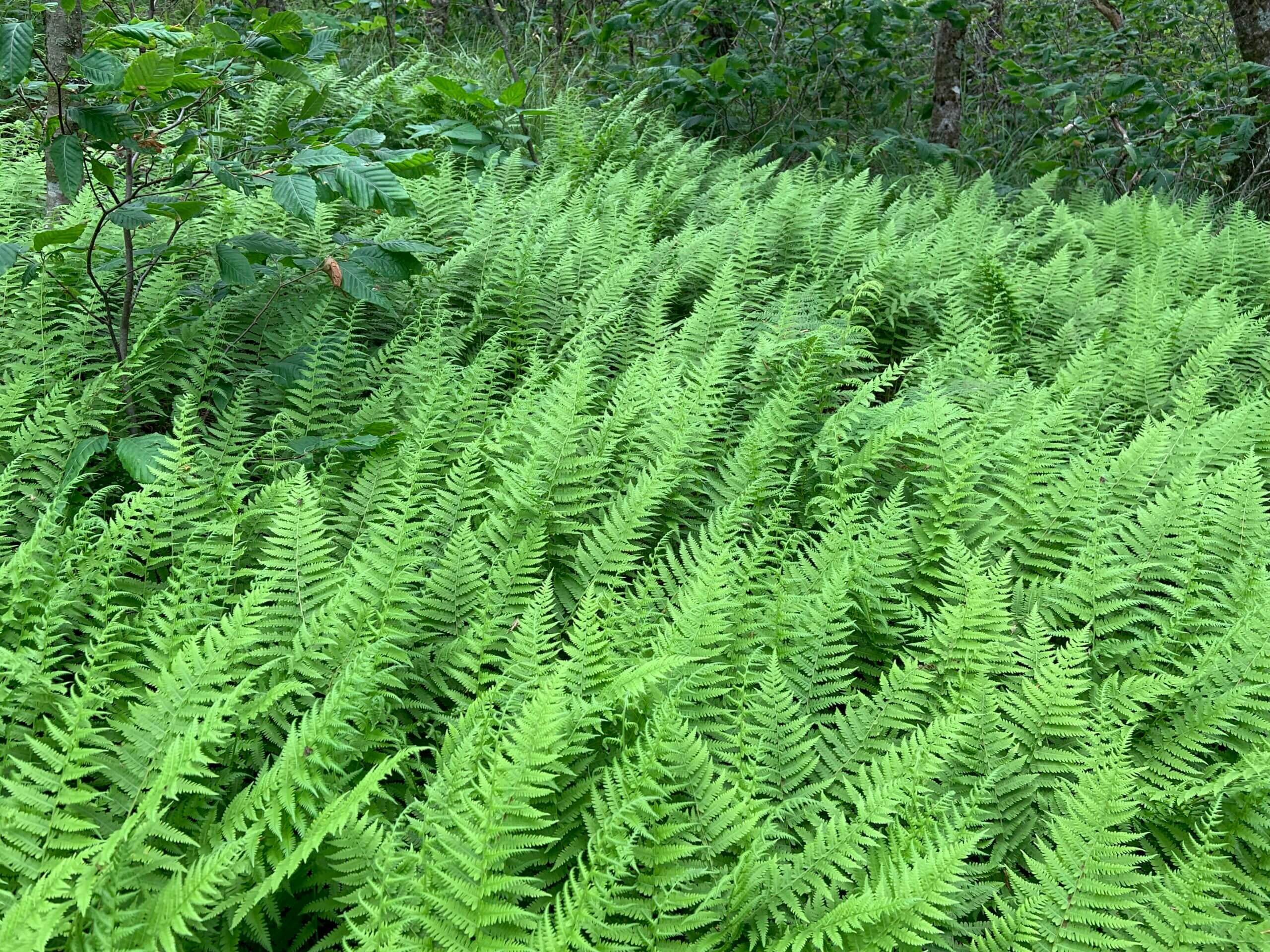 grove of ferns in GSMNP