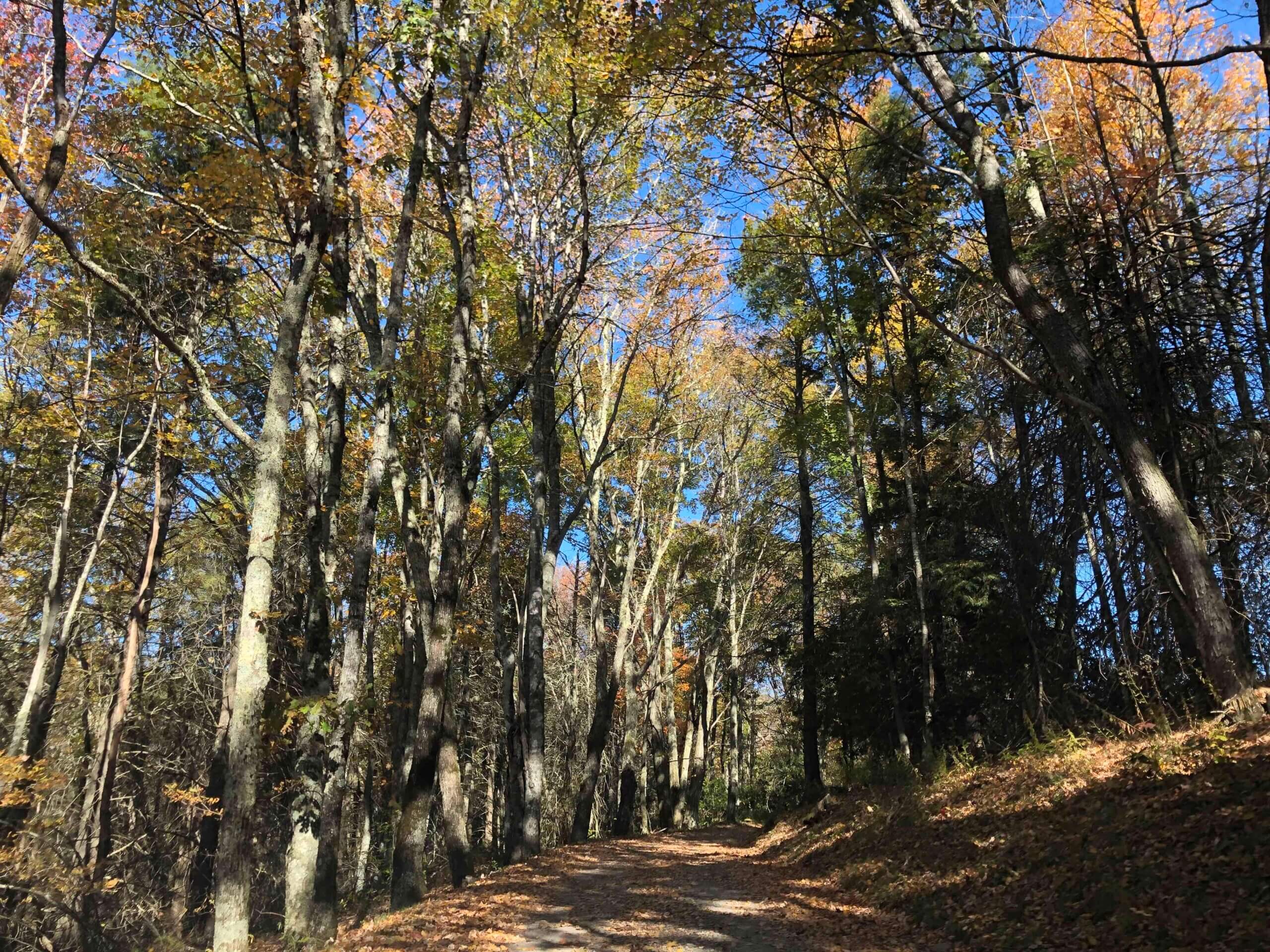 GSMNP trail with fall leaves