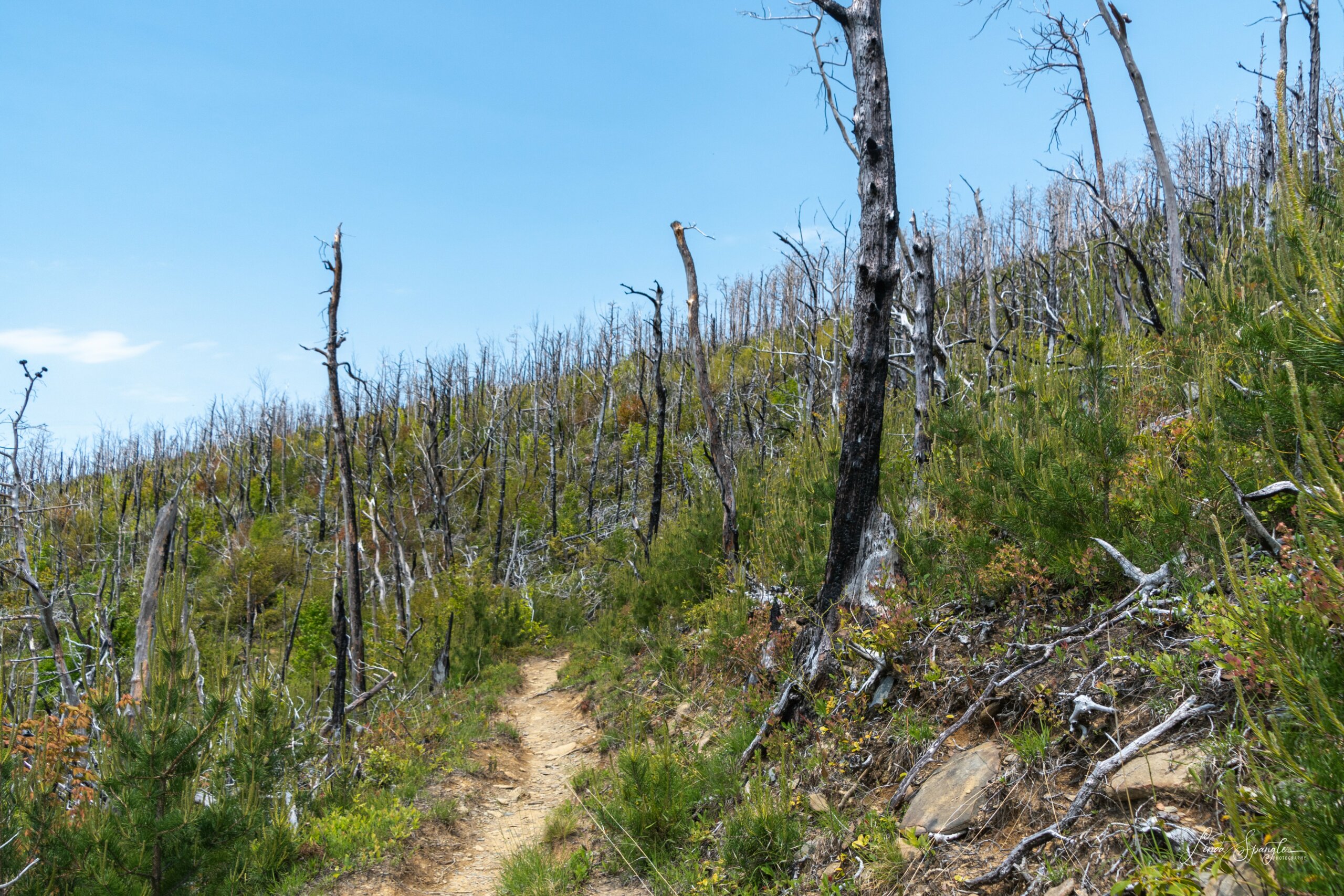 burned trees along Bullhead Trail