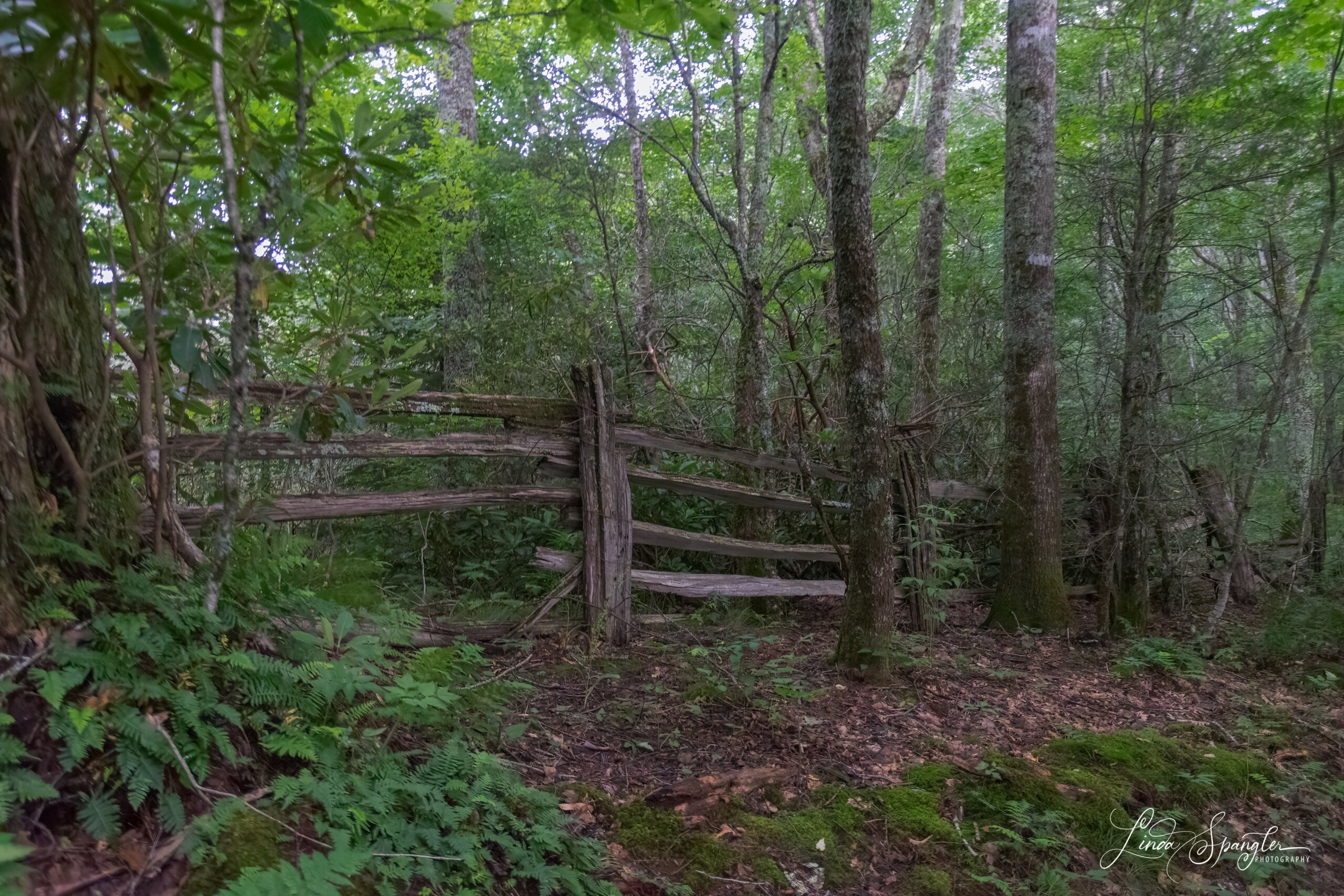 CCC-built fence along Hemphill Bald Trail