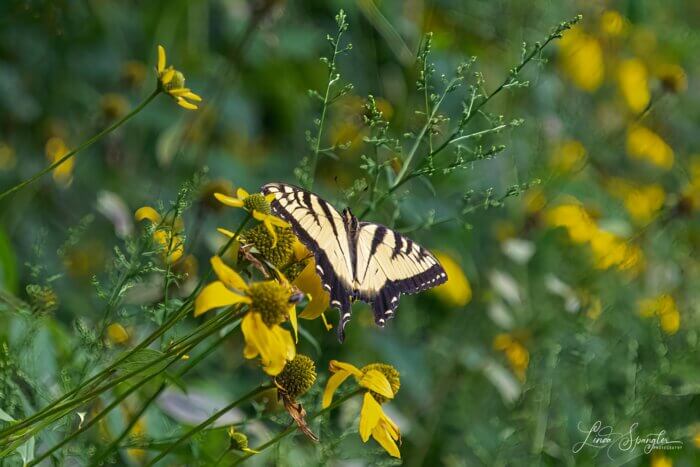 tiger swallowtail along Hemphill Bald Trail