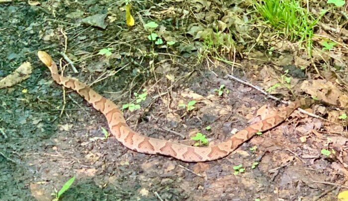 cooperhead snake