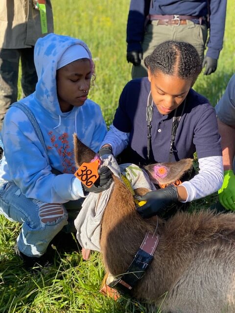 Tuskegee University students help tag and collar female elk