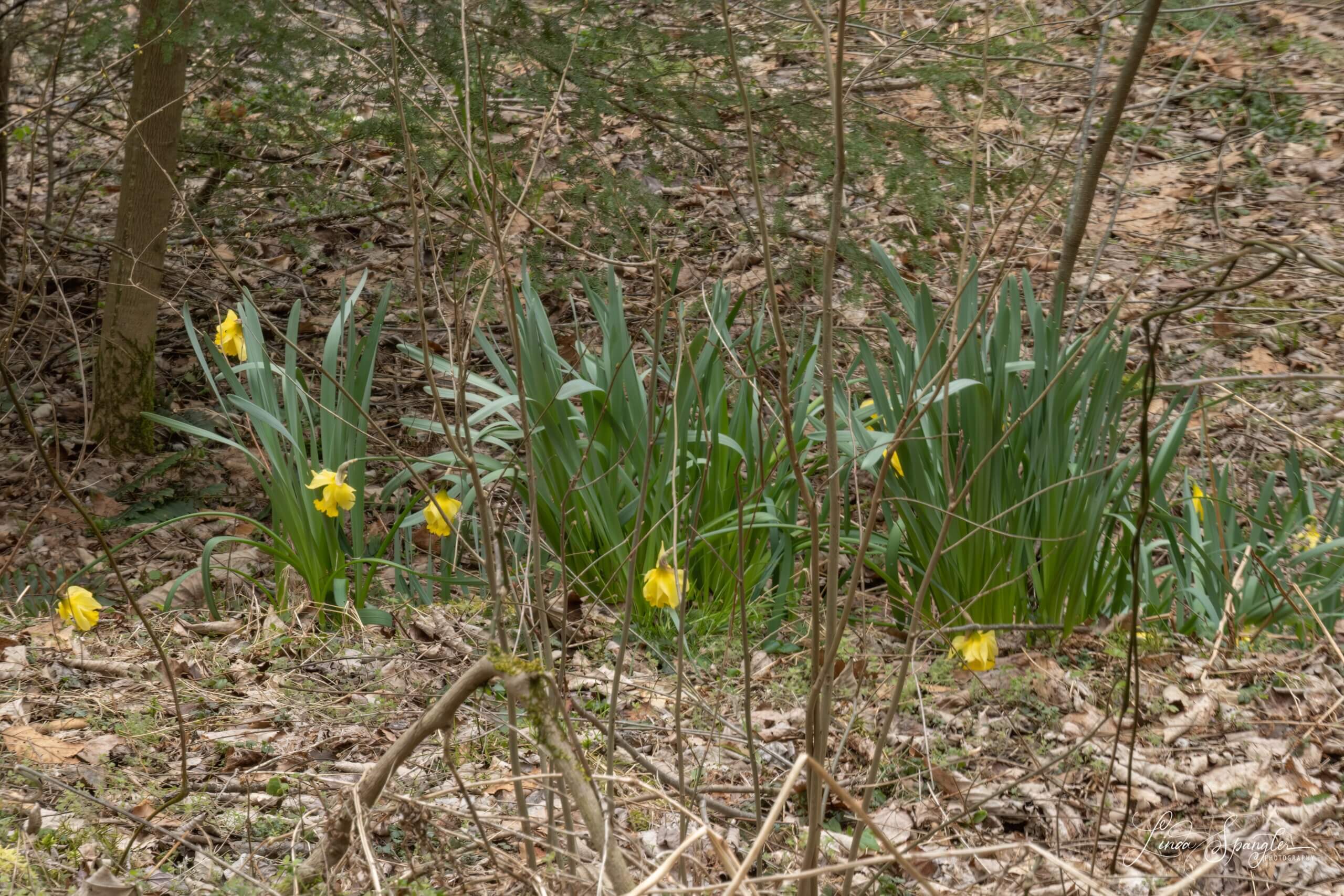 daffodils along Jakes Creek Trail