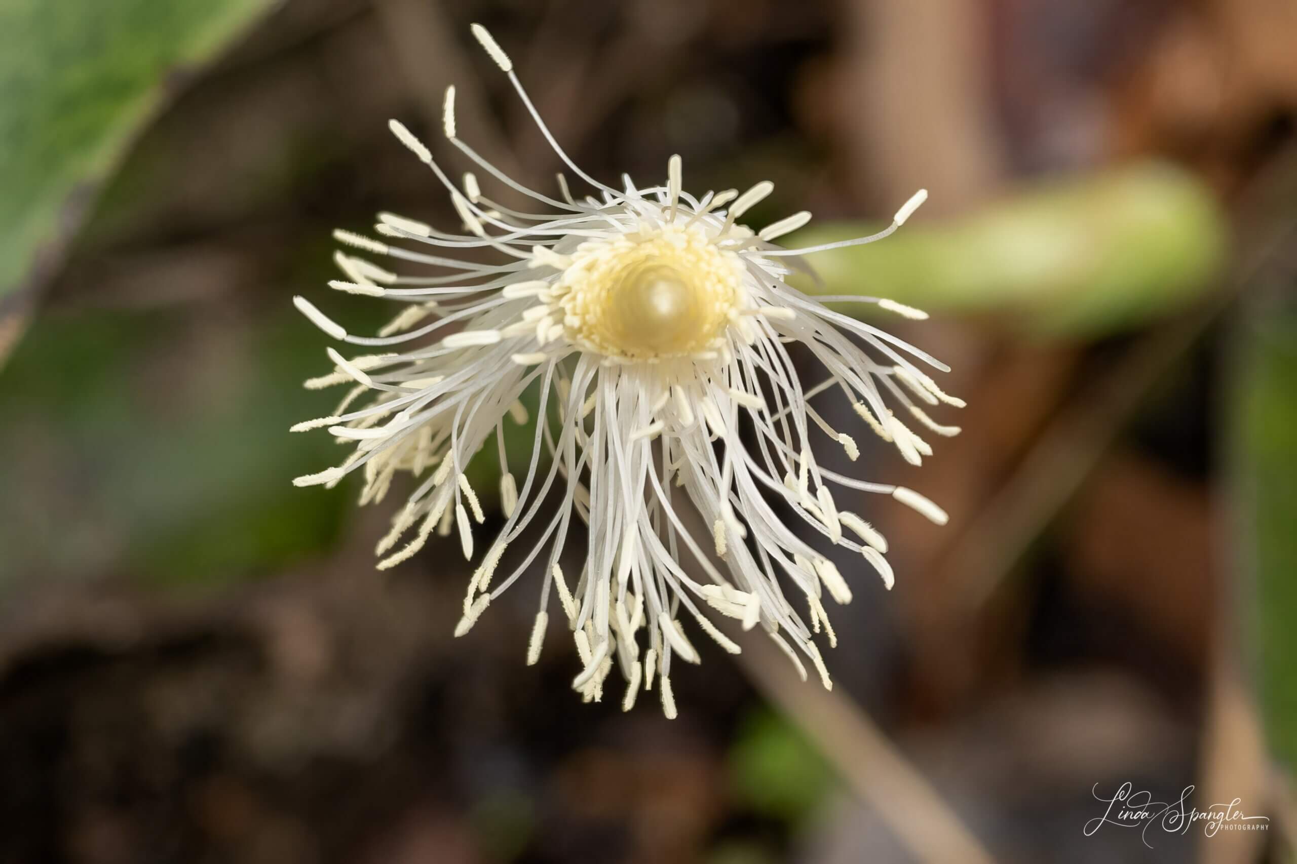 wildflower along Jakes Creek Trail