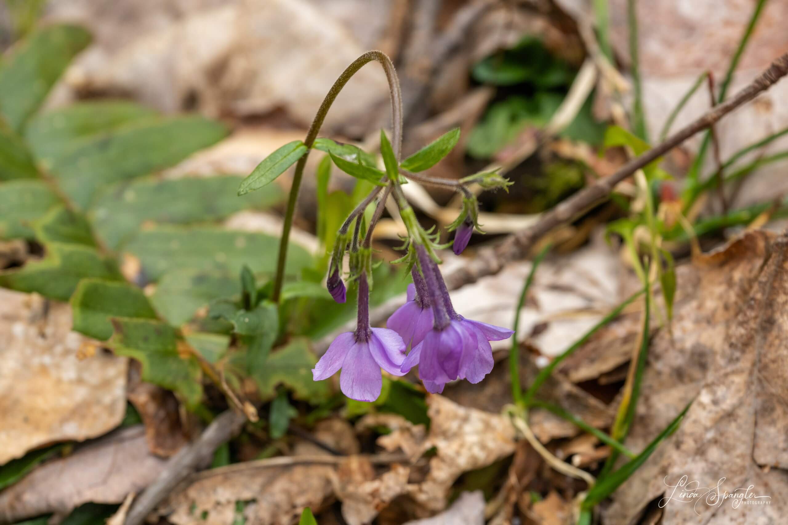 wildflower along Jakes Creek Trail