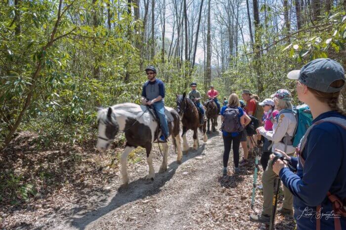 horseback riders and hikers on Smokemont Trail