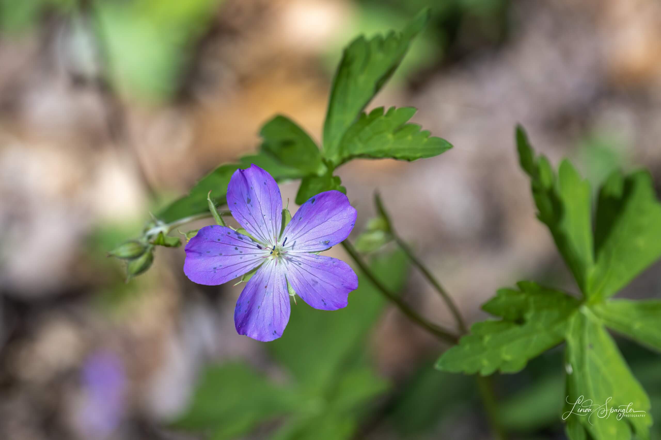 wildflower along Smokemont Trail - photo by Linda Spangler