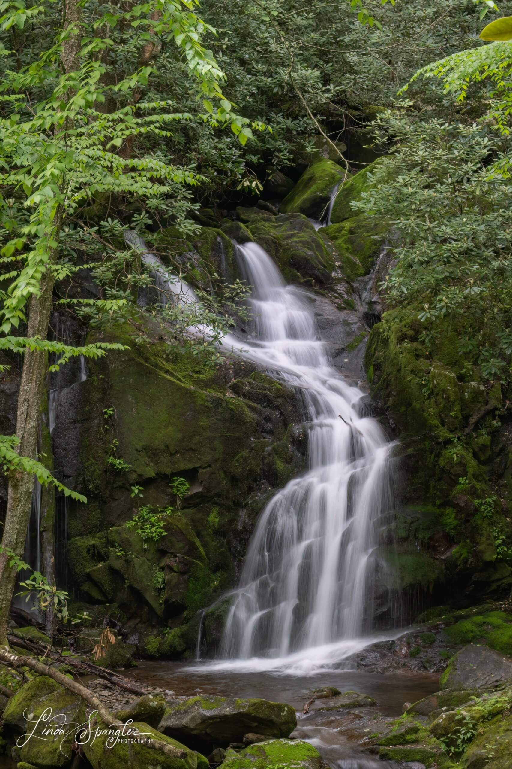 Mouse Ears Fall in GSMNP