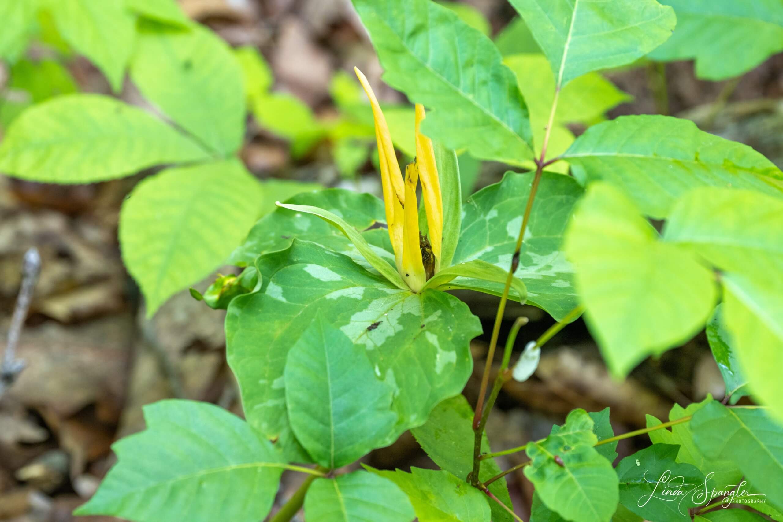 trout lily in GSMNP