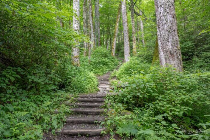 locust log steps on Chimney Tops Trail