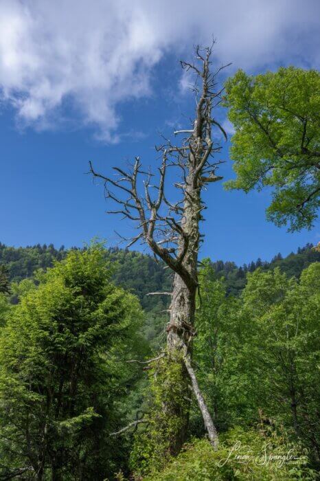 tree along Chimney Tops Trail