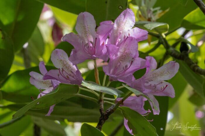 Catabwa Rhododendron