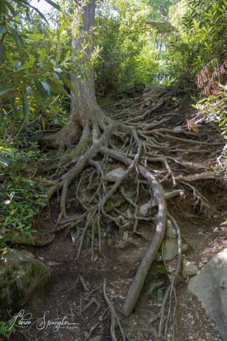 tangled tree roots