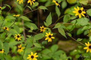 wildflowers