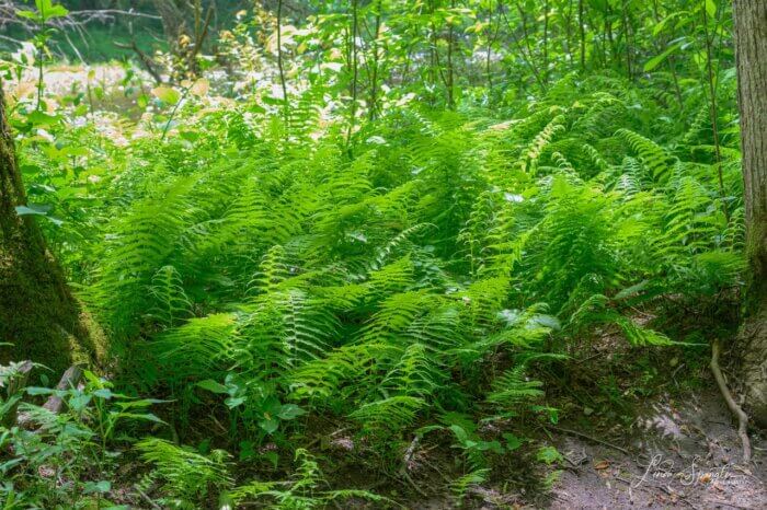 ferns along trail