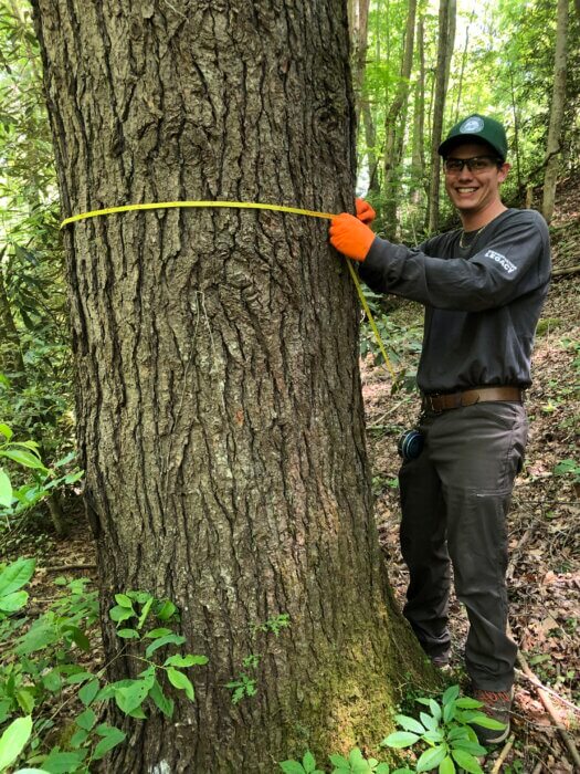 Measuring circumference of hemlock