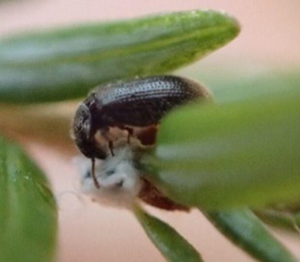 beetle eating hemlock woolly adelgid