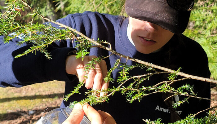 Person examines hemlock branch