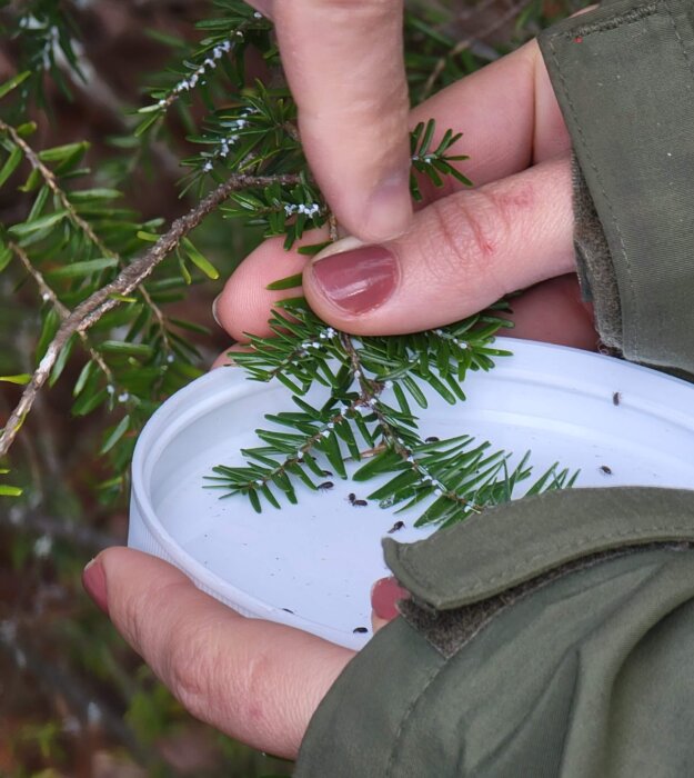 hemlock needles infested with hemlock woolly adelgid