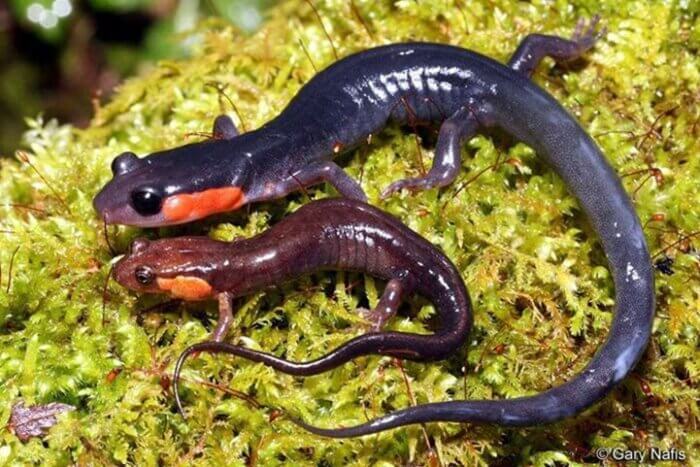 Two salamanders on moss