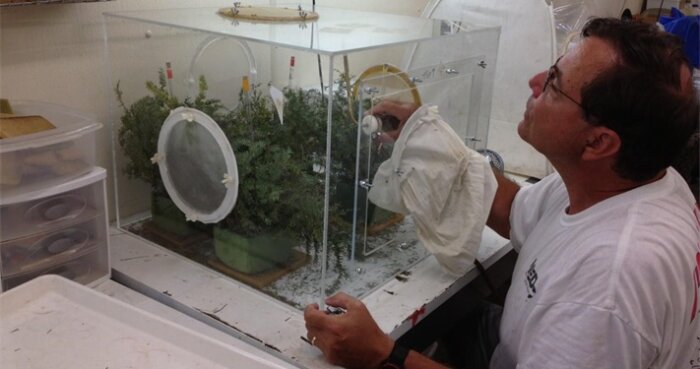 Scientist reaching into glass container with plants