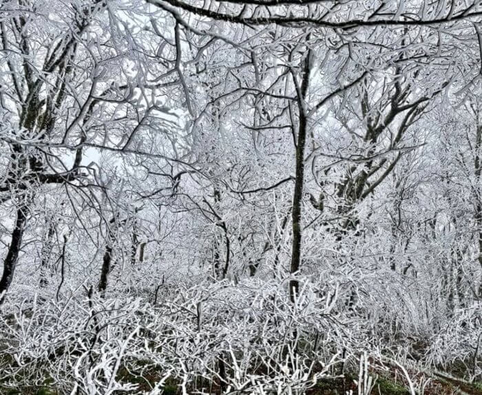 Ice covered trees along the AT