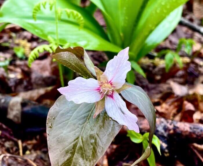 Painted Trillium