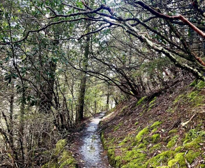 Appalachian Trail view